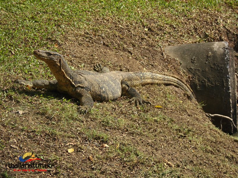 Monitor Lizzard