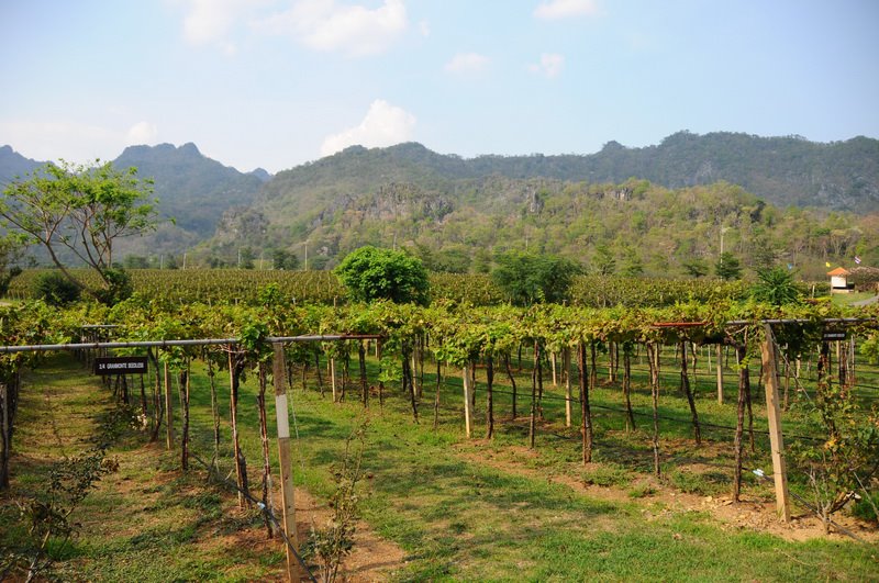 Wineyard Thailand