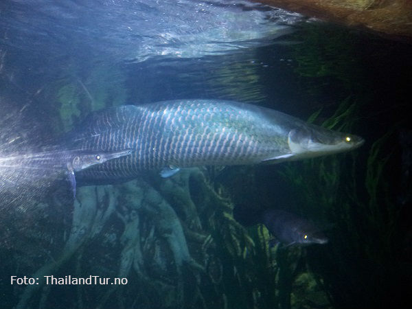 Fakta om Thailandgulfen