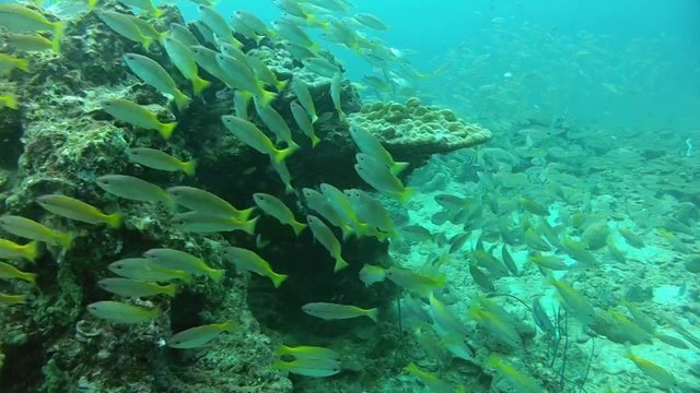 Palmesus på Phi Phi Islands