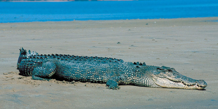 Krokodiller på Phuket