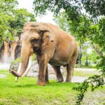 elephant walking on green grass field