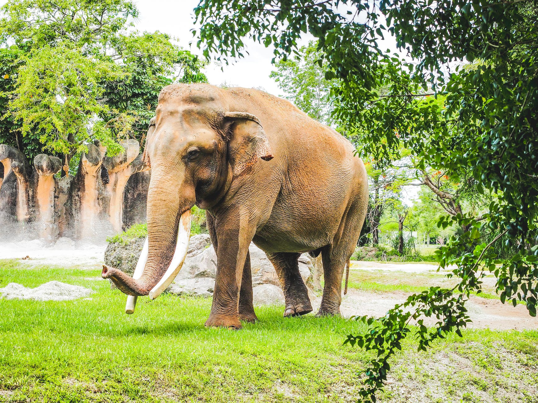 elephant walking on green grass field